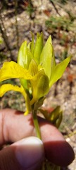 Orthochilus litoralis
