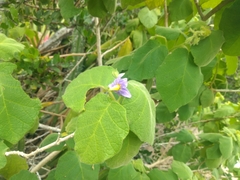 Solanum cordifolium