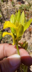 Orthochilus litoralis