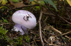 Cortinarius dibaphus