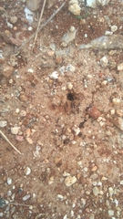 Monomorium salomonis