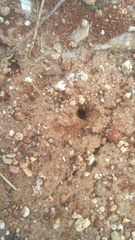 Monomorium salomonis