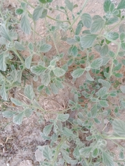 Chrozophora tinctoria