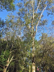 Balfourodendron riedelianum