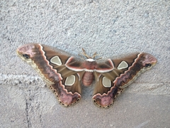 Rothschildia cinctus