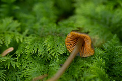 Mycena aurantiomarginata