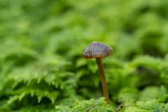Mycena aurantiomarginata