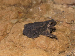 Ingerophrynus biporcatus