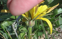 Tragopogon reticulatus