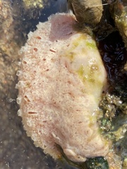 Polycitoridae