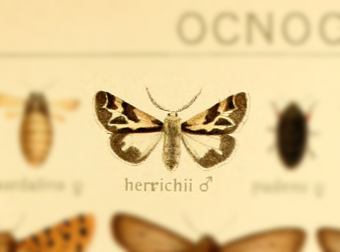 Ocnogyna herrichi