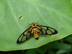 Amata perixanthia