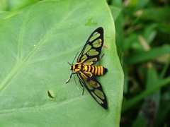 Amata perixanthia