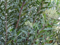 Heteromeles arbutifolia