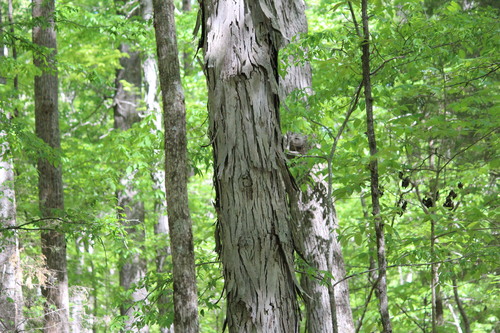 Carolina shagbark hickory