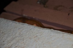 Tropidophis melanurus