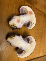 Cortinarius dibaphus
