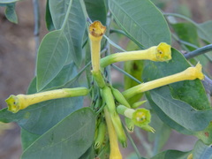 Nicotiana glauca