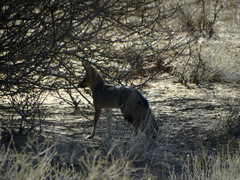 Vulpes chama