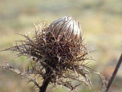 Carlina biebersteinii