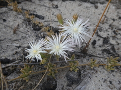 Mesembryanthemum canaliculatum