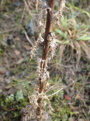 Carlina biebersteinii