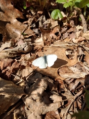 Pieris virginiensis