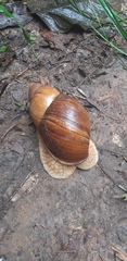 Megalobulimus maximus