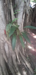 Anthurium gracile
