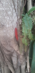 Anthurium gracile