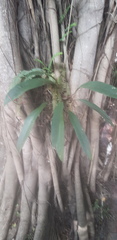 Anthurium gracile