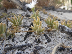 Mesembryanthemum canaliculatum