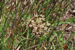 Asclepias crispa