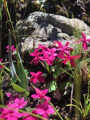 Rhodohypoxis