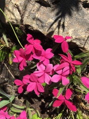 Rhodohypoxis