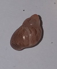 Tricolia pullus