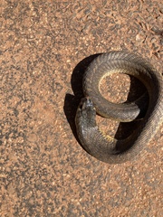 Naja annulifera