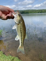 Micropterus henshalli