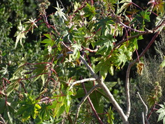 Ricinus communis