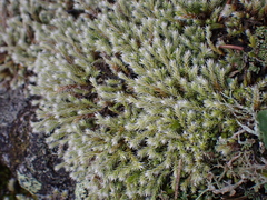 Hedwigia emodica