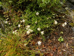 Silene saxifraga