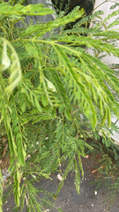 Leucaena leucocephala
