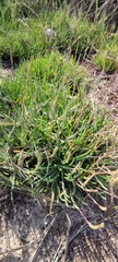Plantago crassifolia