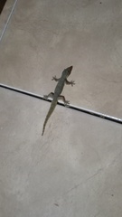 Hemidactylus platyurus