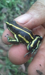 Dendrobates truncatus