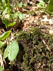 Thamnobryum alleghaniense