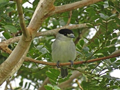 Pachyramphus rufus