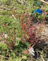 Salicornia perennis