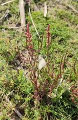 Salicornia perennis