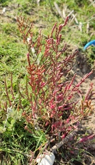 Salicornia perennis